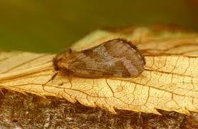 Attēlu rezultāti vaicājumam “Phymatopus hecta”