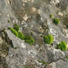 Attēlu rezultāti vaicājumam “Atrichum flavisetum”