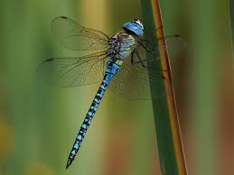 Attēlu rezultāti vaicājumam “Aeshnidae”