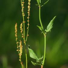 Attēlu rezultāti vaicājumam “Rumex acetosella leaf”