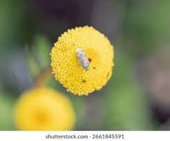 Attēlu rezultāti vaicājumam “Lygus pratensis nymph”