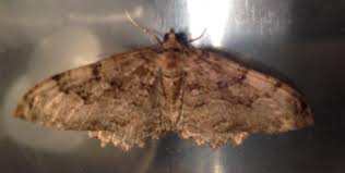 Attēlu rezultāti vaicājumam “Hydria cervinalis”