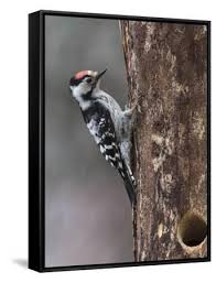 Attēlu rezultāti vaicājumam “Dendrocopos minor male”