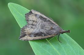 Attēlu rezultāti vaicājumam “Hypena rostralis”