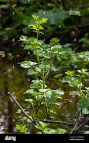 Attēlu rezultāti vaicājumam “Cardamine amara leaf”