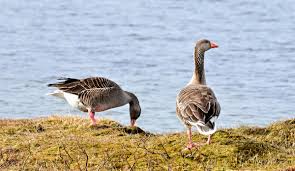 Attēlu rezultāti vaicājumam “Anser anser”