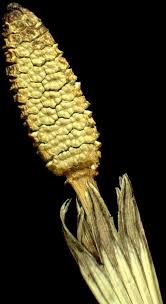 Attēlu rezultāti vaicājumam “Equisetum pratense”