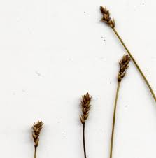 Attēlu rezultāti vaicājumam “Carex dioica”