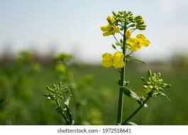 Attēlu rezultāti vaicājumam “Sinapis arvensis flower”