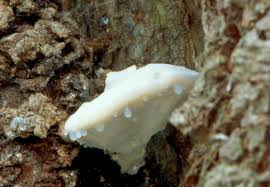 Attēlu rezultāti vaicājumam “Postia stiptica”