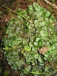 Attēlu rezultāti vaicājumam “Anthocerotopsida”