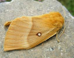 Attēlu rezultāti vaicājumam “Lasiocampa quercus”