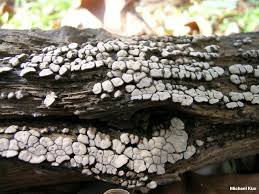 Attēlu rezultāti vaicājumam “fungi”