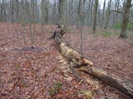 Attēlu rezultāti vaicājumam “Grynocharis oblonga”