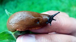 Attēlu rezultāti vaicājumam “Arion rufus”