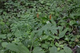 Attēlu rezultāti vaicājumam “Lathyrus laevigatus”