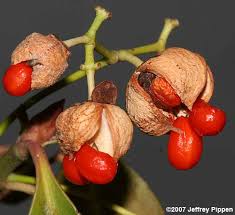Attēlu rezultāti vaicājumam “Euonymus fruit”