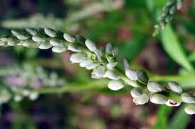 Attēlu rezultāti vaicājumam “Polygalaceae”