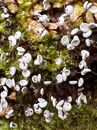 Attēlu rezultāti vaicājumam “Enerthenema papillatum stalked”