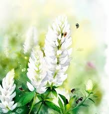 Attēlu rezultāti vaicājumam “Melilotus wolgicus flower”