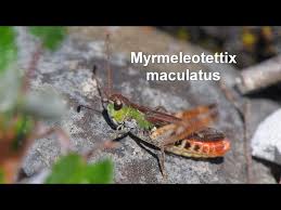 Attēlu rezultāti vaicājumam “Myrmeleotettix maculatus”