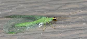 Attēlu rezultāti vaicājumam “Chrysopa”