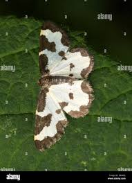 Attēlu rezultāti vaicājumam “Lomaspilis marginata”