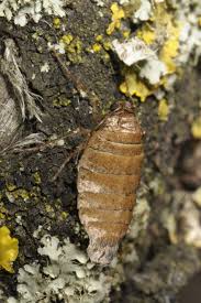 Attēlu rezultāti vaicājumam “Alsophila aescularia”