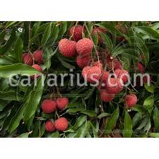 Image result for Litchi chinensis