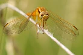 Attēlu rezultāti vaicājumam “Sympetrum flaveolum”