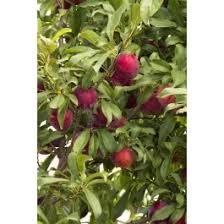 Attēlu rezultāti vaicājumam “Rosa subcanina fruit”