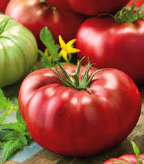 Afbeeldingsresultaat voor carbon tomato