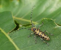 Attēlu rezultāti vaicājumam “Saperda scalaris”