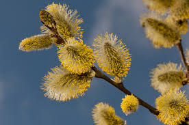 Attēlu rezultāti vaicājumam “Salix cinerea female flower”
