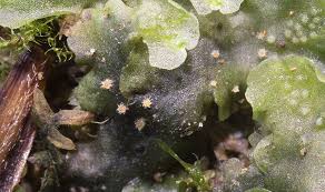 Attēlu rezultāti vaicājumam “Octosporella jungermanniarum”