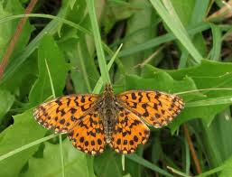 Attēlu rezultāti vaicājumam “Boloria dia upperside”