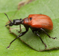 Attēlu rezultāti vaicājumam “Attelabidae”