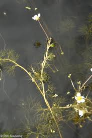 Attēlu rezultāti vaicājumam “Batrachium”