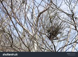 Attēlu rezultāti vaicājumam “Taphrina betulina”