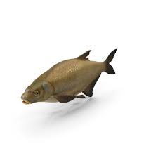 Image result for Abramis brama