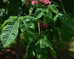Attēlu rezultāti vaicājumam “Aesculus x hybrida bud”