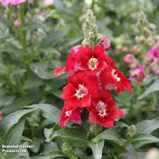 Attēlu rezultāti vaicājumam “Antirrhinum majus leaf”