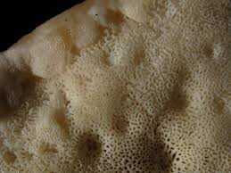 Attēlu rezultāti vaicājumam “Postia undosa”