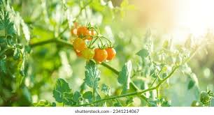 Attēlu rezultāti vaicājumam “Lycopersicon esculentum leaf”