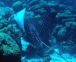 Image result for Aetobatus narinari