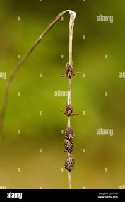Attēlu rezultāti vaicājumam “Dermacentor reticulatus female”