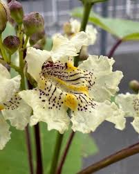Attēlu rezultāti vaicājumam “Catalpa ovata flower”