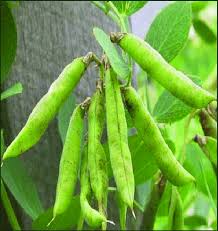 Attēlu rezultāti vaicājumam “Pisum sativum”