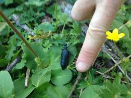 Attēlu rezultāti vaicājumam “Meloe sp. larva”