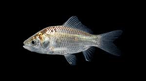 Attēlu rezultāti vaicājumam “Carassius auratus”